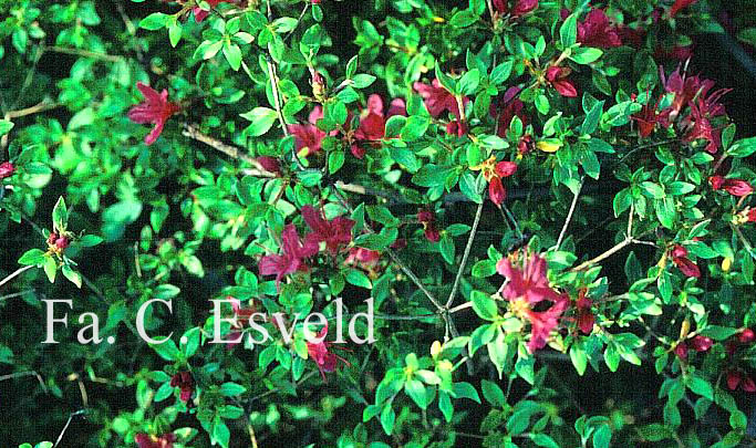 Rhododendron kiusianum 'Hinode'