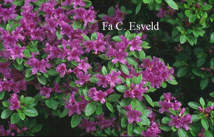 Rhododendron kiusianum