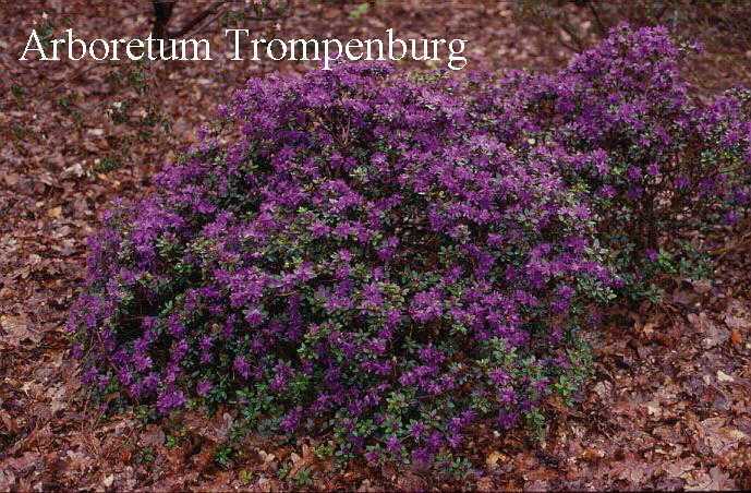 Rhododendron lapponicum