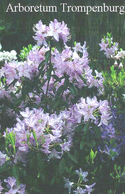 Rhododendron lochmium