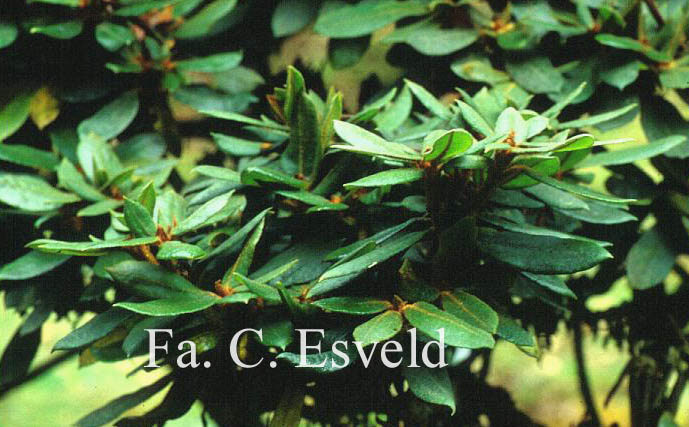Rhododendron longesquamatum