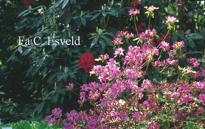 Rhododendron macrosepalum