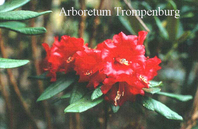 Rhododendron microgynum