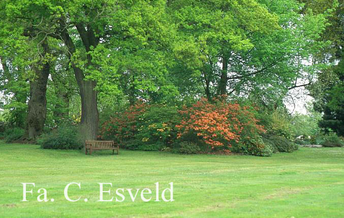 Rhododendron molle subsp. japonicum