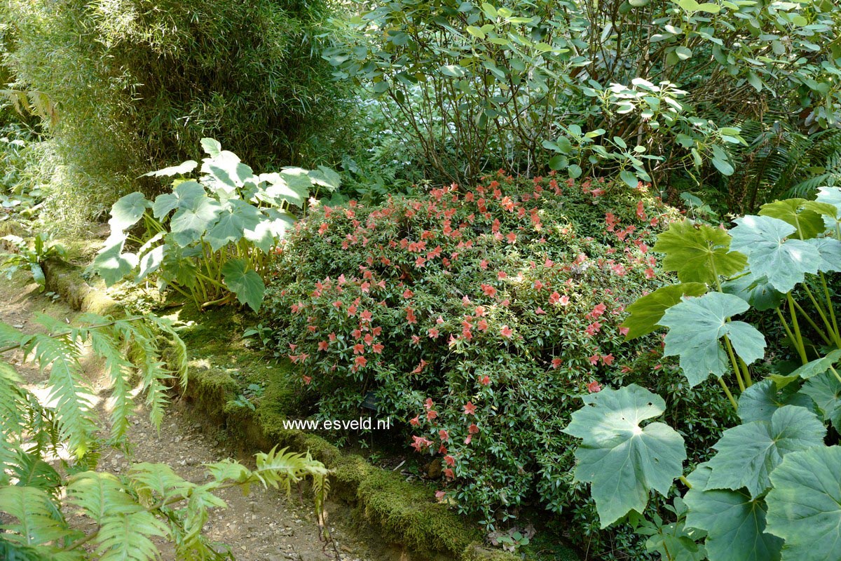 Rhododendron nakaharae 'Alexander'