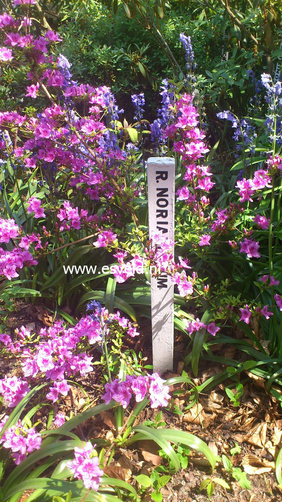 Rhododendron noriakianum