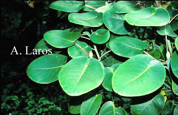 Rhododendron orbiculare