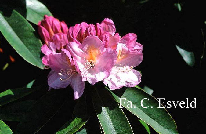 Rhododendron oreodoxa fargesii