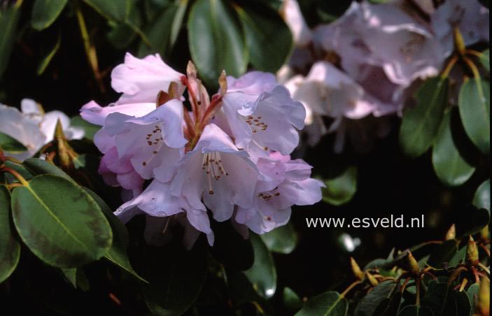 Rhododendron oreodoxa
