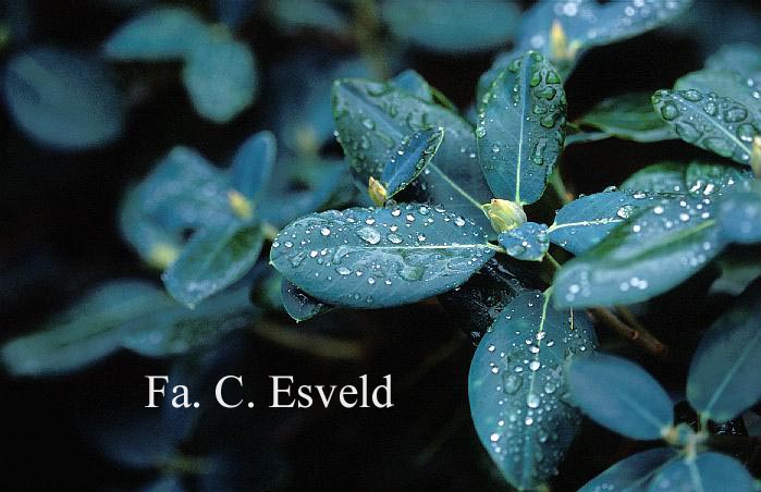 Rhododendron oreotrephes