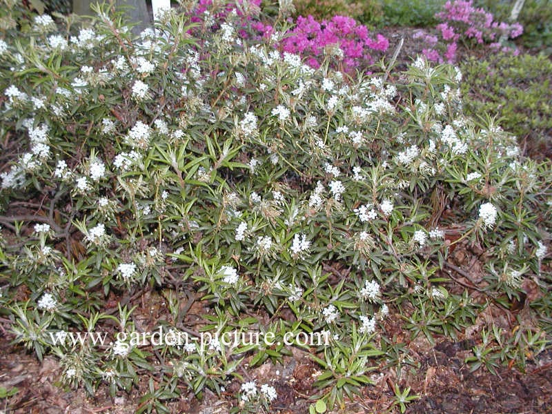 Rhododendron palustre decumbens