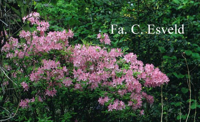 Rhododendron periclymenoides