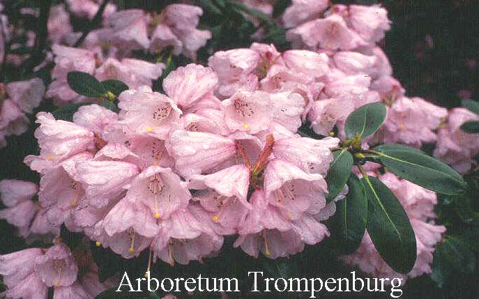 Rhododendron planetum