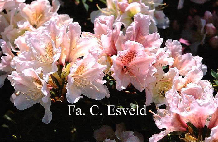 Rhododendron ponticum 'Compactum Multiflorum'