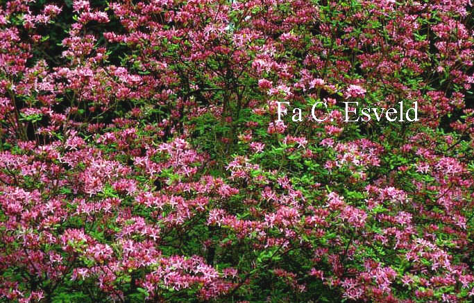 Rhododendron prinophyllum