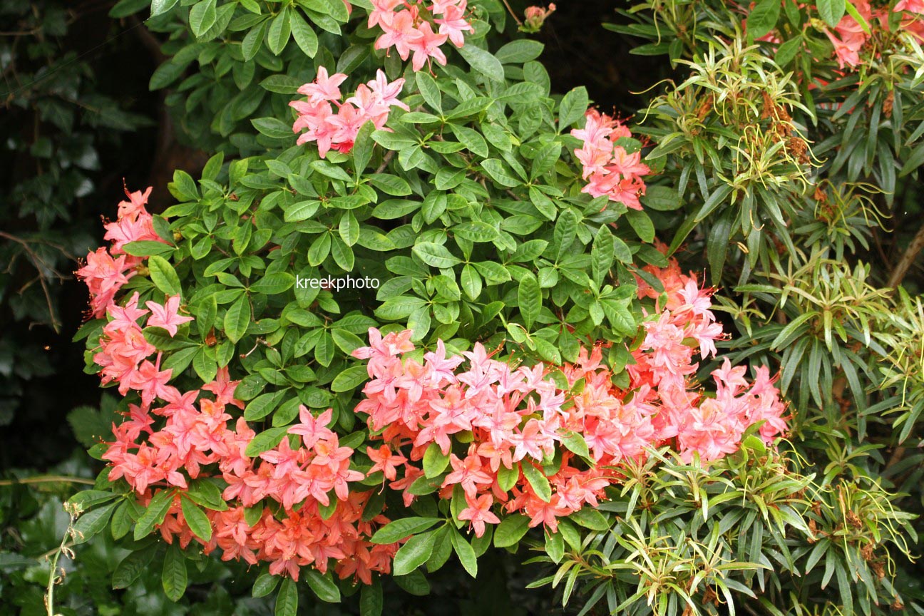 Rhododendron prunifolium