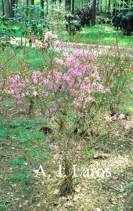 Rhododendron reticulatum