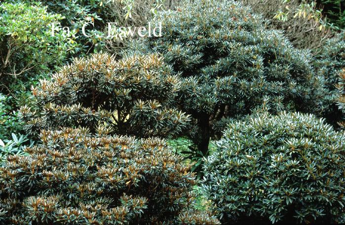 Rhododendron roxieanum