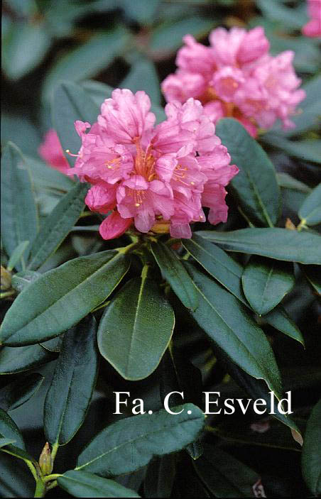 Rhododendron rufum