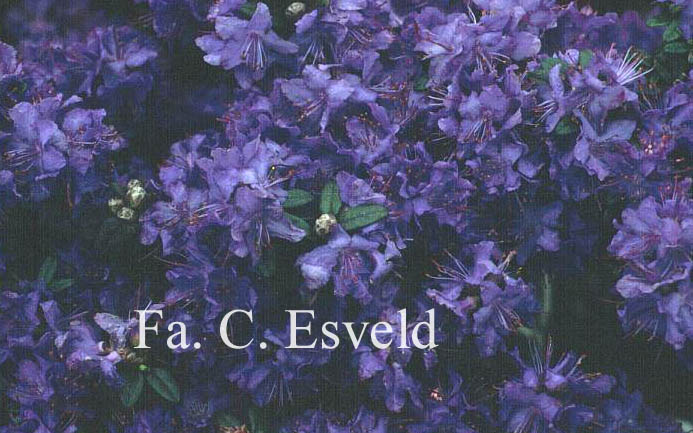 Rhododendron russatum 'Murasaki suishou'