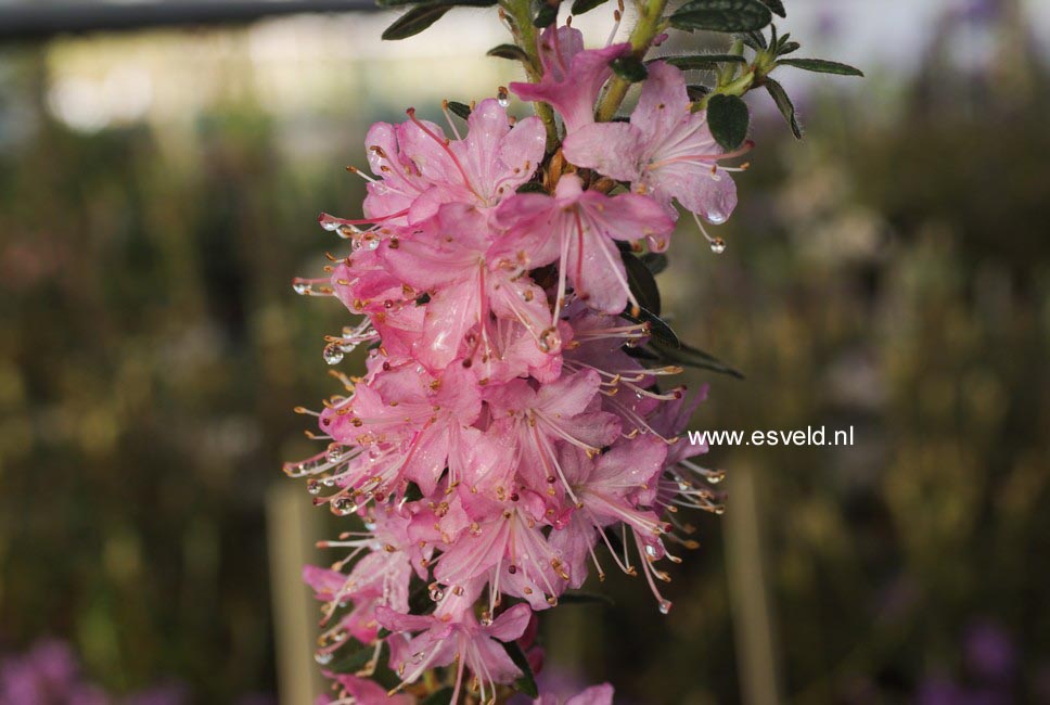 Rhododendron scabrum