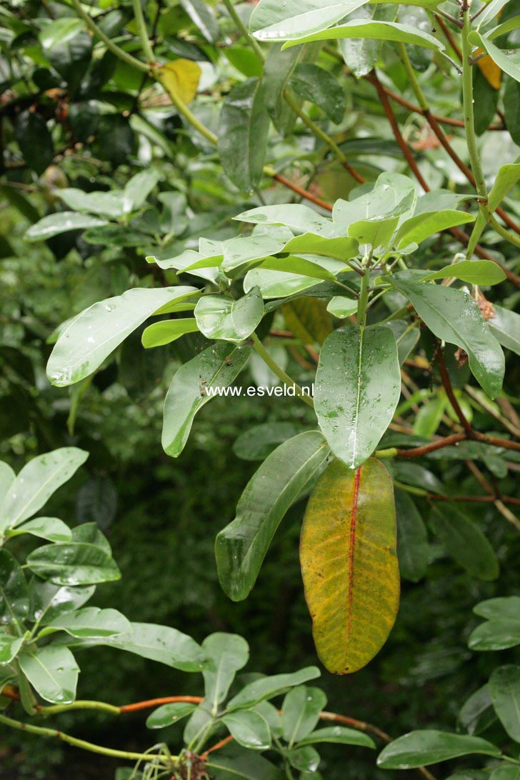 Rhododendron serotinum