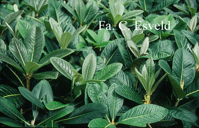 Rhododendron sinogrande