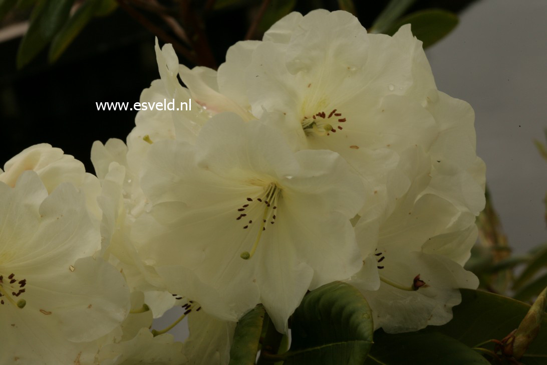 Rhododendron souliei