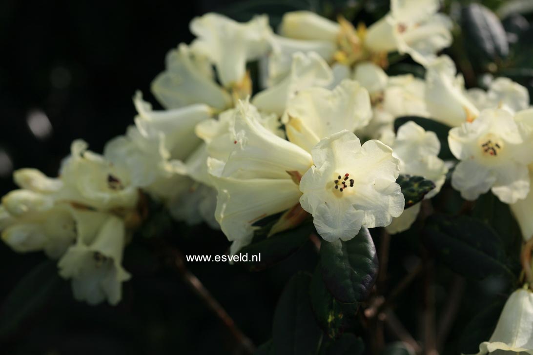 Rhododendron temenium var. dealbatum