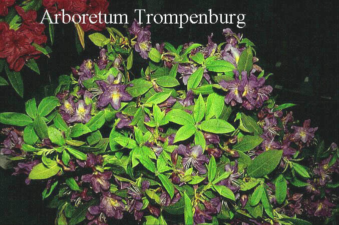 Rhododendron triflorum