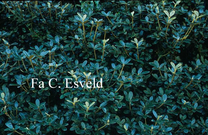 Rhododendron tsariense