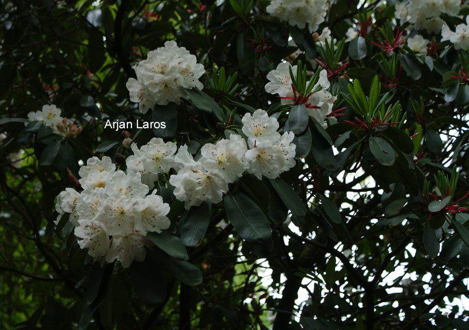 Rhododendron vernicosum