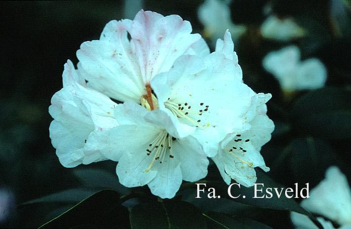 Rhododendron wallichii