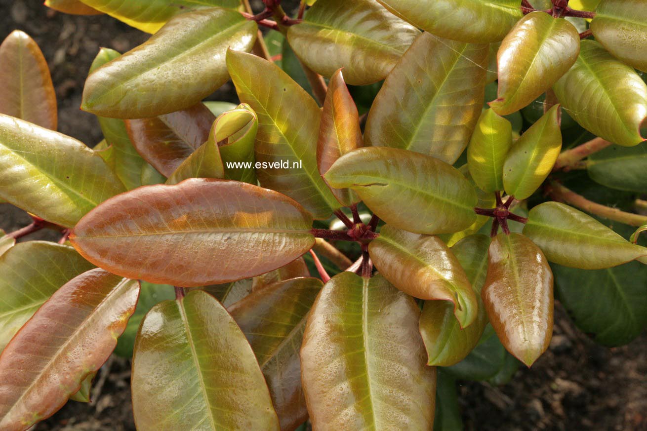 Rhododendron williamsianum x 'Scintillation'