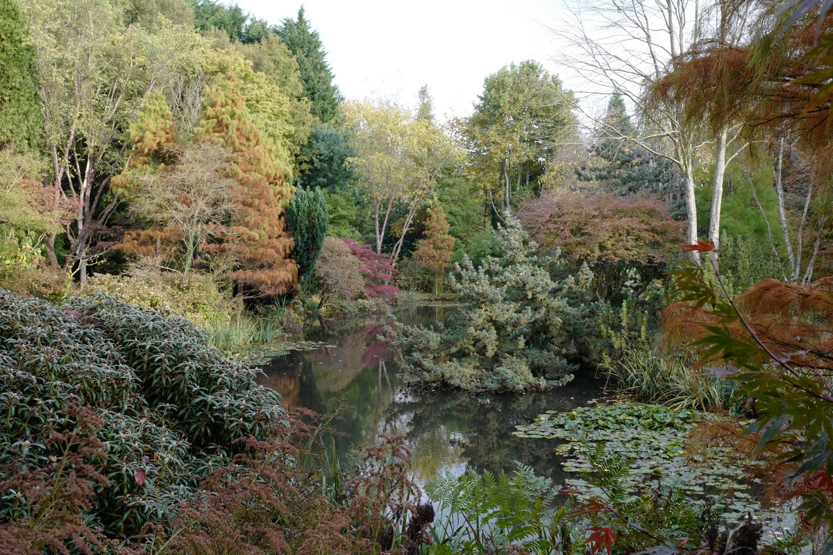 Rhododendron yakushimanum