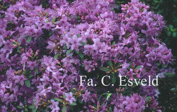 Rhododendron yungningense