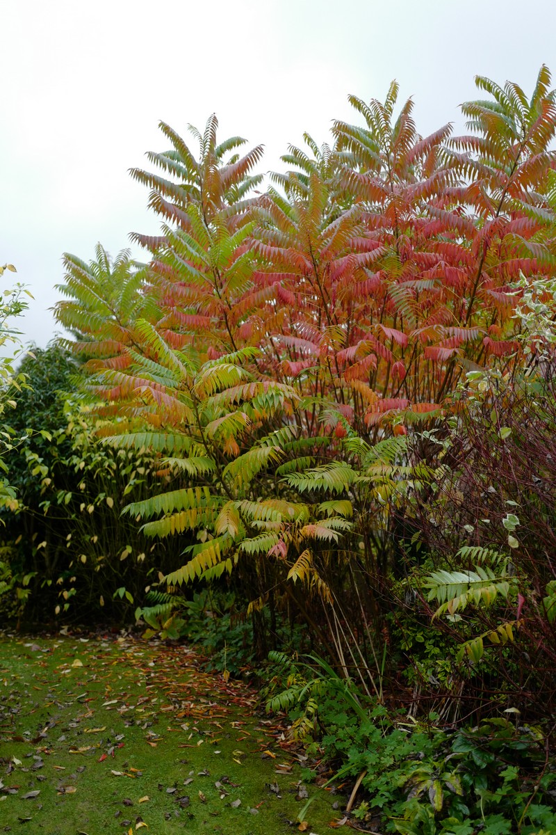Rhus typhina