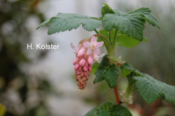 Ribes malvaceum