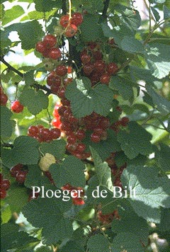 Ribes rubrum 'Jonkheer van Tets'