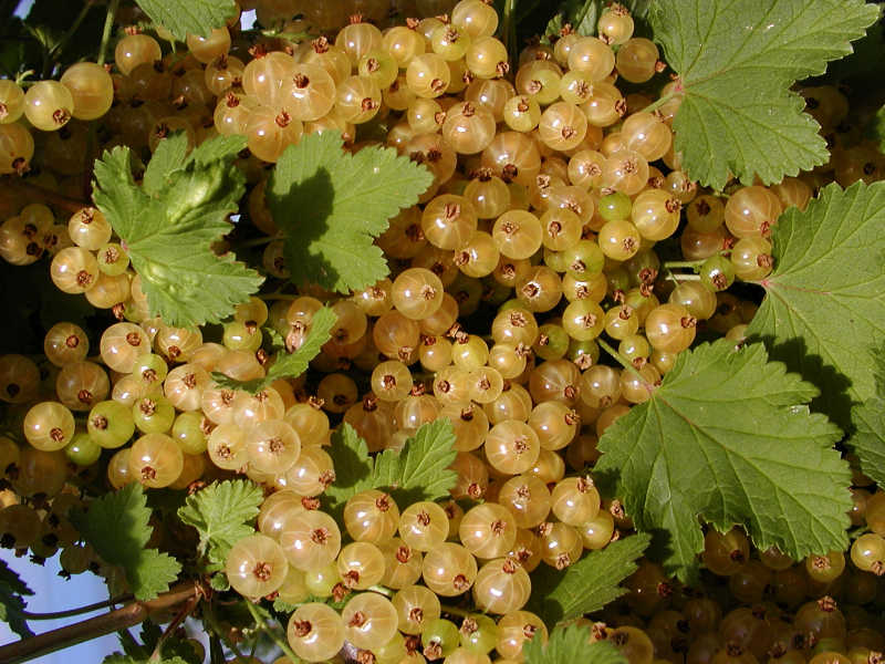 Ribes rubrum 'Primus'