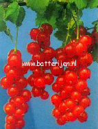 Ribes rubrum 'Rolan'