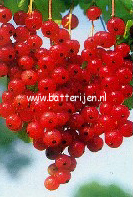 Ribes rubrum 'Rosetta'