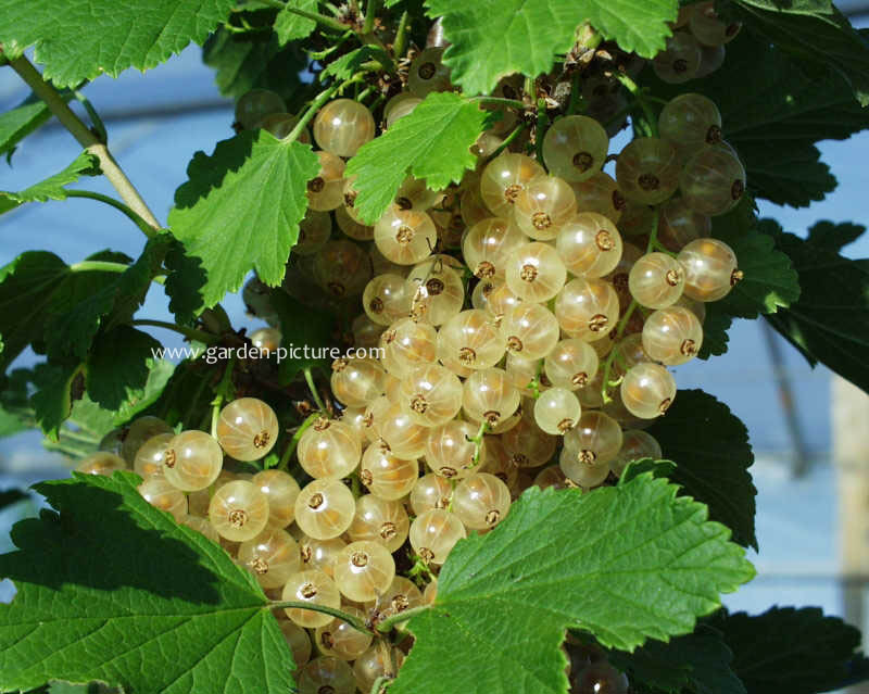 Ribes rubrum 'Versailles blanc' (WEISSE VERSAILLER)
