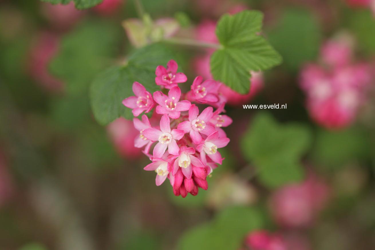 Ribes sanguineum 'Pink Rain'