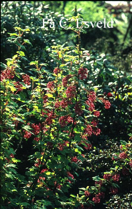 Ribes sanguineum 'Pulborough Scarlet Variegata'
