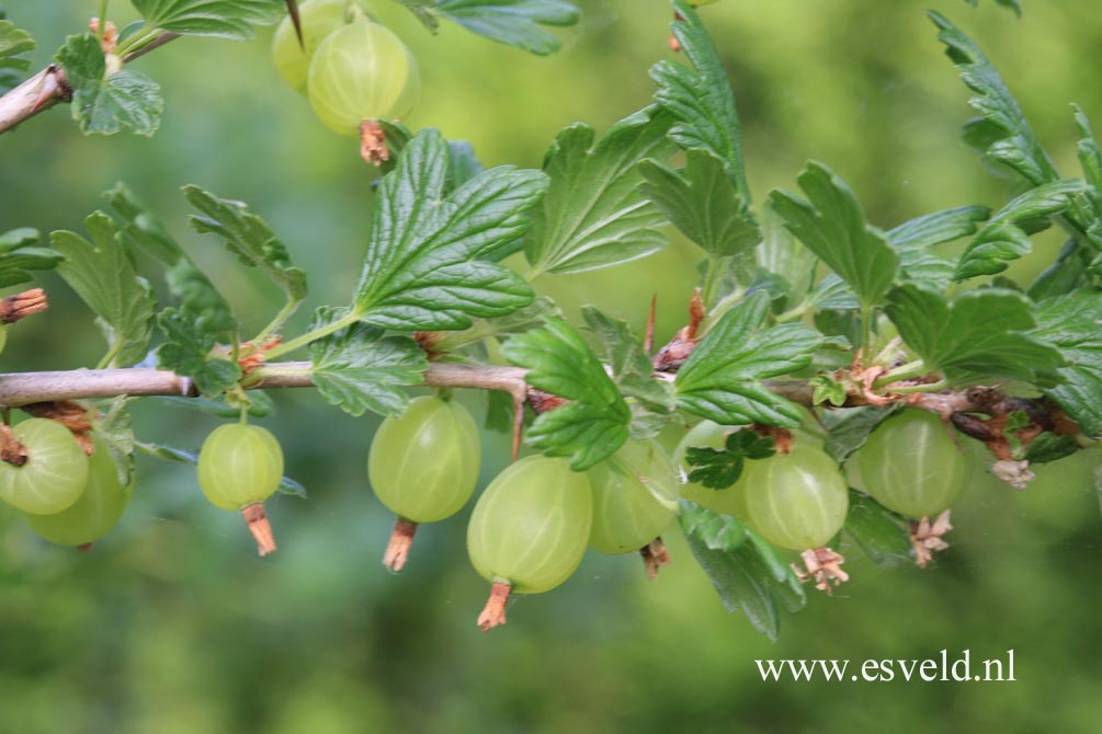 Ribes uva-crispa 'Hinnonmaen Punainen' (HINNONMAEKI ROED)