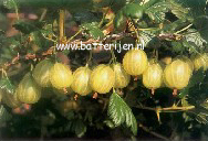 Ribes uva-crispa 'Invicta'