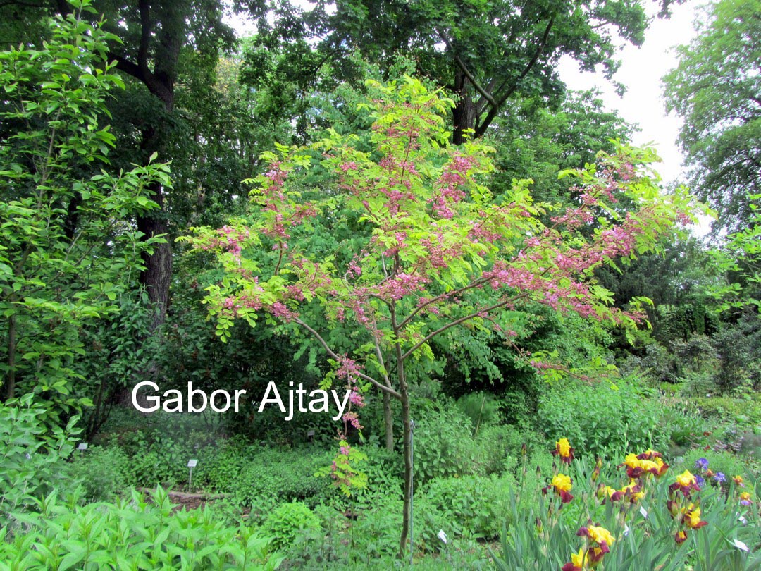 Robinia hispida 'Macrophylla'