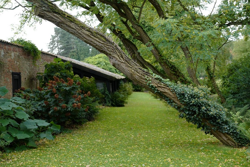 Robinia pseudoacacia