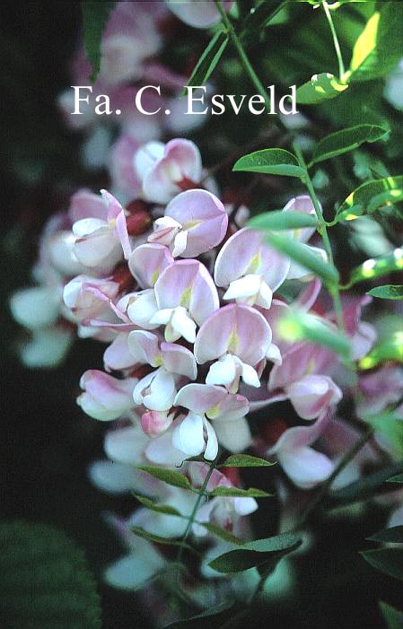 Robinia slavinii 'Hillieri'